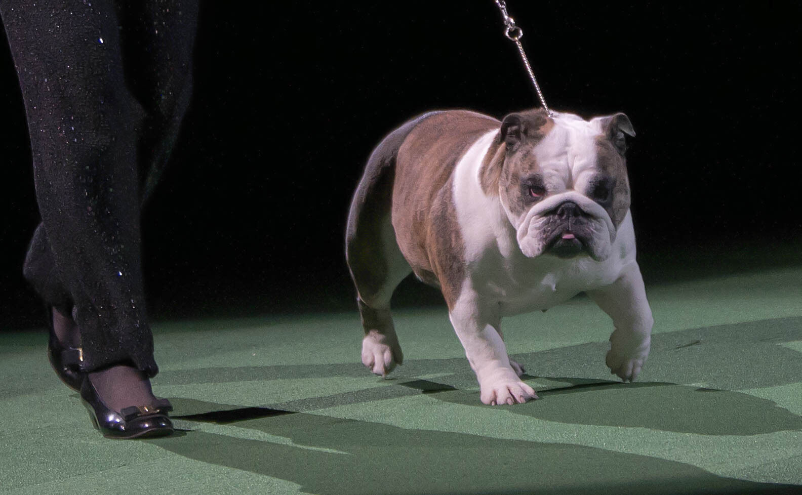 5. Bulldog